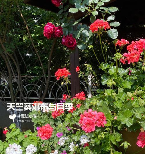 天竺葵的花语及来历（解析天竺葵的花语和了解它的起源）