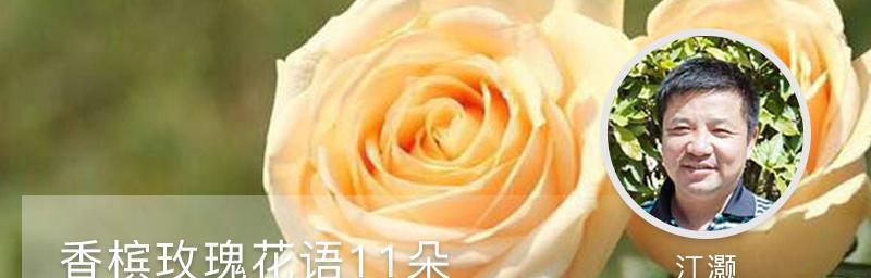 玫瑰花数量的花语（解读玫瑰花数量的含义）
