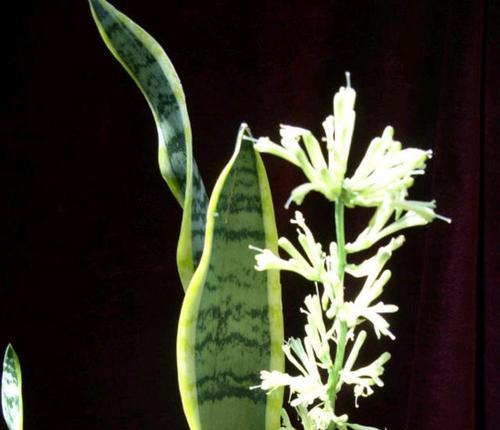 虎皮兰开花的寓意（探寻虎皮兰开花的象征意义与美学价值）
