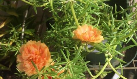 向日葵并非木本植物（探究向日葵的分类及特点）