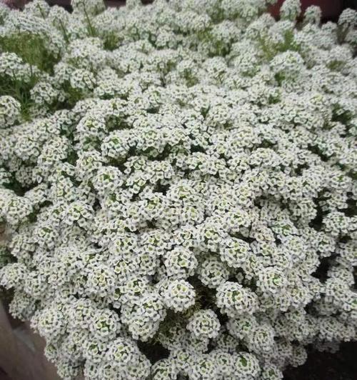 香雪球花(以香雪球为媒介)