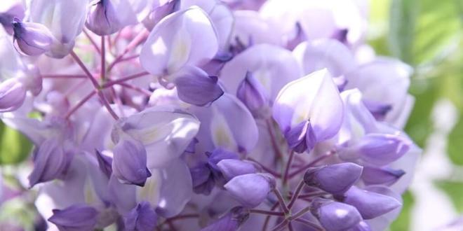 紫藤的花语与传说(探寻紫藤的美丽与神秘)