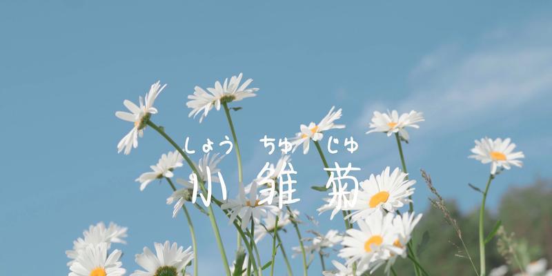 雏菊的花语与象征意义（领悟雏菊花语）