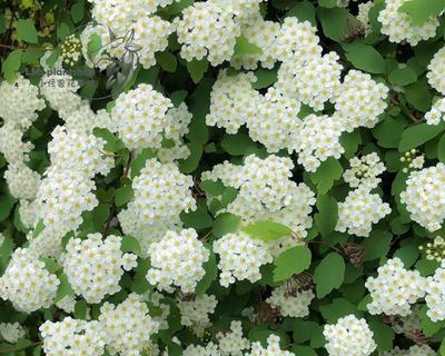 菱叶绣线菊花语之美(解读绣线菊的花语及寓意)
