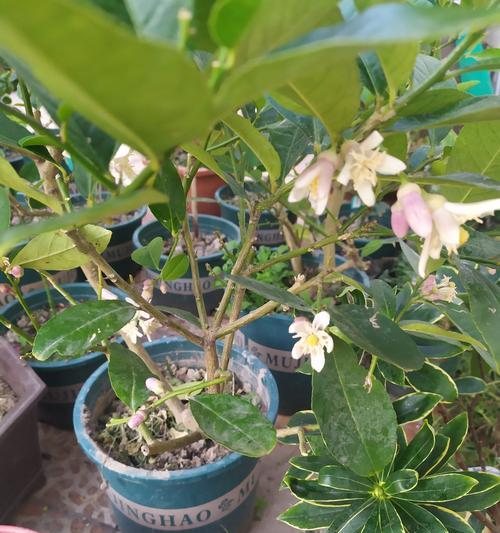 柠檬开花花期及注意事项（一年四季柠檬都能开花）