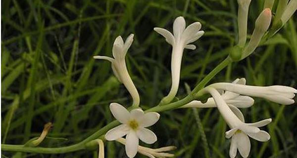 以夜来香的花语——沉静而独特的美丽（沉静的夜来香散发出的花语和诠释）