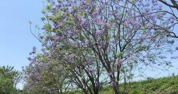 蓝花楹的种植条件（适合在哪里种植）