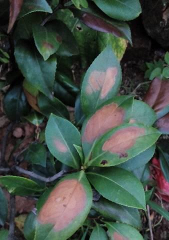 茶花枯枝怎么处理(教你拯救茶花)