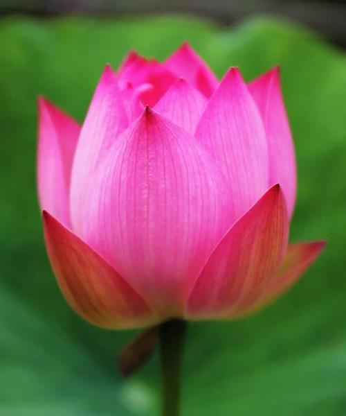 荷花的生长习性与特点（探究荷花的常绿状态）