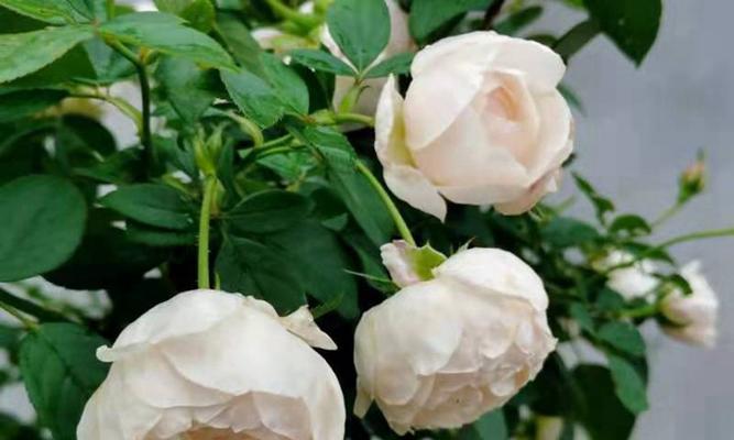 白色月季花的花语和象征意义（白色月季花的纯洁和高贵之美）