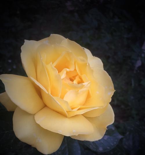 白色月季花的花语和象征意义(白色月季花的纯洁和高贵之美) 白色月季花的花语和象征意义(白色月季花的纯洁和高贵之美)