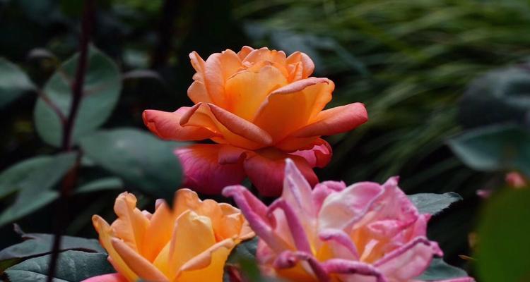白色月季花的花语和象征意义(白色月季花的纯洁和高贵之美) 白色月季花的花语和象征意义(白色月季花的纯洁和高贵之美)
