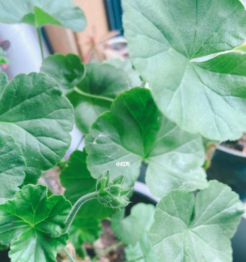 如何解决天竺葵叶子发蔫问题(探究天竺葵叶子发蔫原因及补救方法) 如何解决天竺葵叶子发蔫问题(探究天竺葵叶子发蔫原因及补救方法)