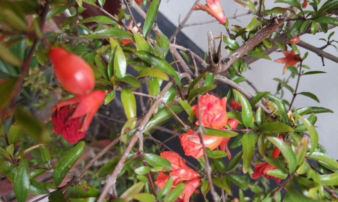 石榴花的花期及开花次数（探究石榴花的生长规律及开花时间）