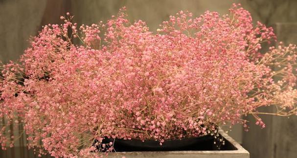 满天星的花语与含义（探寻满天星的独特魅力与象征意义）
