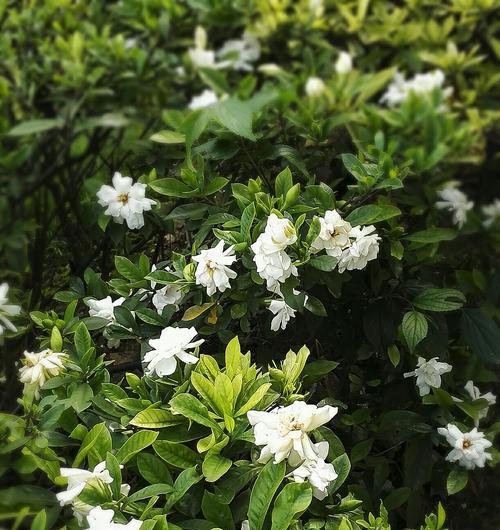 栀子花的寓意与适合送给的人（花开花谢）