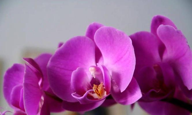 蝴蝶兰的花语及其寓意(以蝴蝶兰为媒介的情感表达与心灵疗愈) 蝴蝶兰的花语及其寓意(以蝴蝶兰为媒介的情感表达与心灵疗愈)
