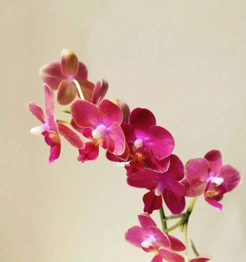 蝴蝶兰的花语及其寓意（以蝴蝶兰为媒介的情感表达与心灵疗愈）