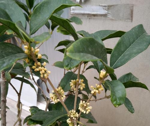 如何繁殖和养护桂花树（注意事项和技巧让你成为桂花达人）