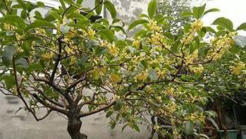 如何繁殖和养护桂花树（注意事项和技巧让你成为桂花达人）