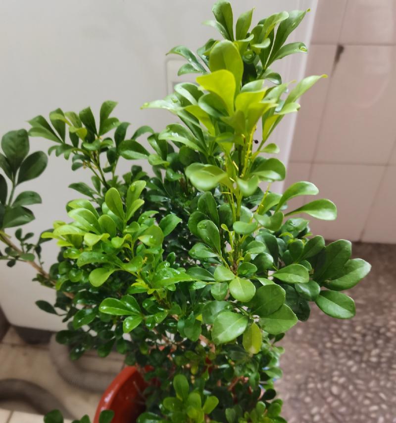 探秘喜光植物的神奇之处（了解喜光植物的生长习性及应用价值）