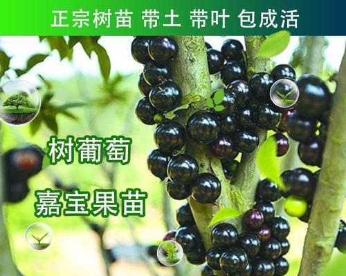 树葡萄北方种植的可行性(探究树葡萄在北方种植的优势和挑战)