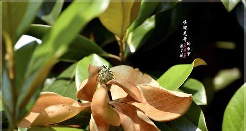 松柏的象征意义及其价值（绿色的力量）