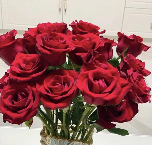 红色玫瑰花的浪漫与情感（以花言巧语传递爱意）