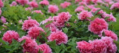 牡丹花（盛放于尘世之间的华丽风华）