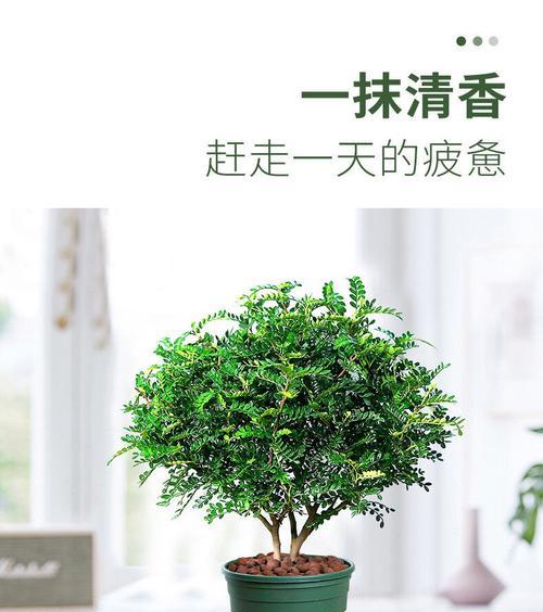 清香胡椒木的养殖方法及注意事项(如何培育一棵健康的清香胡椒木) 清香胡椒木的养殖方法及注意事项(如何培育一棵健康的清香胡椒木)