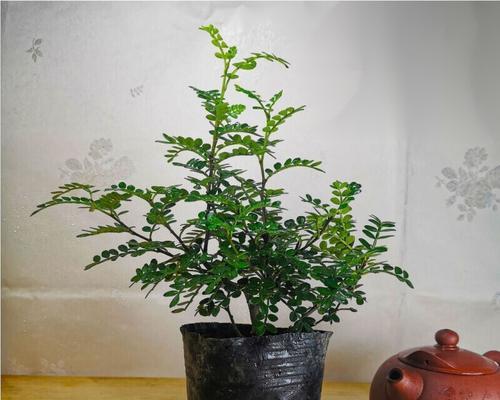 清香胡椒木的养殖方法及注意事项(如何培育一棵健康的清香胡椒木) 清香胡椒木的养殖方法及注意事项(如何培育一棵健康的清香胡椒木)