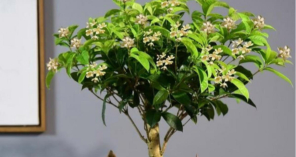如何正确更换桂花树的土壤（时间、方法、注意事项）