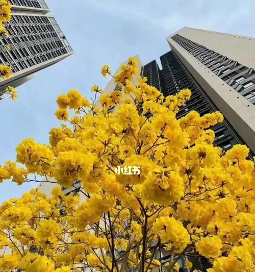黄风铃的意义与象征（传承历史与寓意深远）