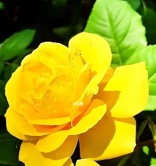 黄色玫瑰的意义与象征（探索黄色玫瑰的背后含义）