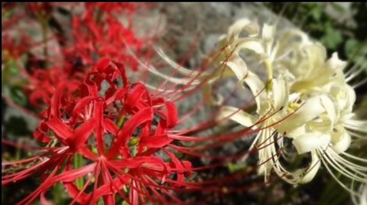 红色曼陀罗花语（激发心灵）