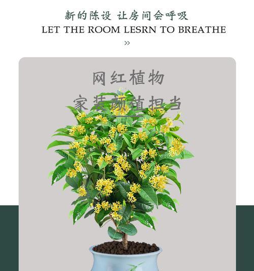 四季桂掉叶子怎么办（四季桂叶子萎黄掉落的原因及解决方法）
