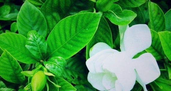 栀子花花语与象征意义(栀子花的丰富寓意与深远象征) 栀子花花语与象征意义(栀子花的丰富寓意与深远象征)