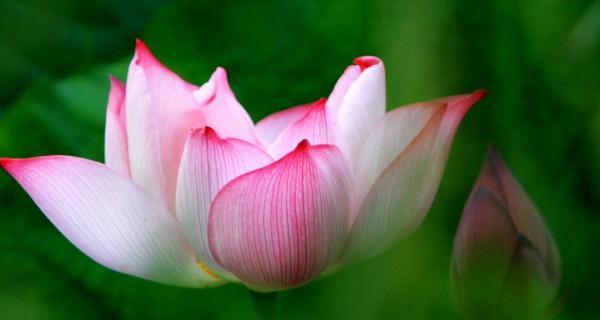 莲花的花语与代表意义（探究莲花的神秘花语）