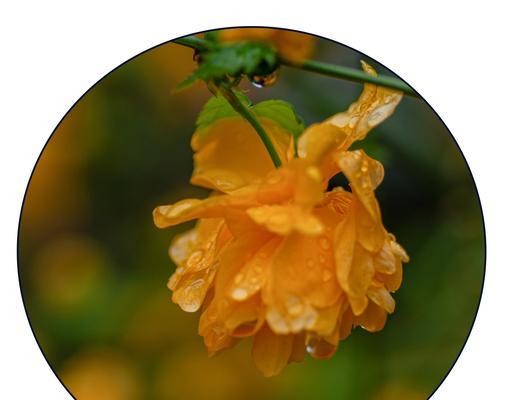 以棣棠花的花语--爱与永恒(相伴一生)