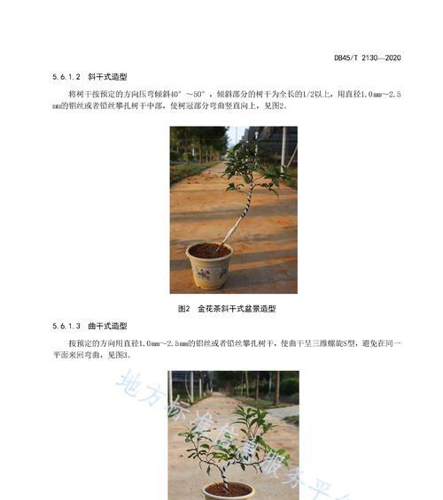 石榴的盆栽与养护（新手也能轻松做到）