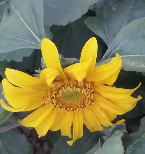 向阳花的寓意与意义（探寻向阳花的生命哲学和人生价值）
