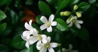 九里香的花语（九里香花语的意义与传承）