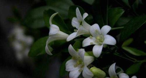 九里香的花语（九里香花语的意义与传承）