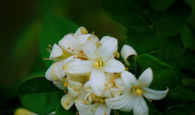 九里香的花语（九里香花语的意义与传承）