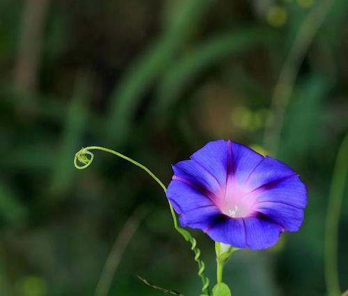 牵牛花开的季节（探寻牵牛花的生长特点及欣赏技巧）