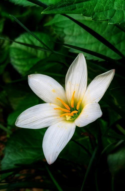 坚强勇敢独立的花——向生命的力量致敬（一朵花的奋斗与成长）