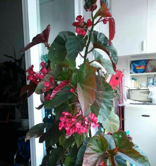 海棠花的养护（花期水量控制的注意事项）