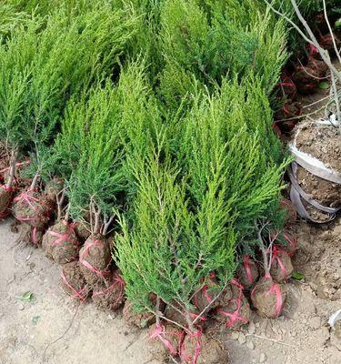 塔柏生长速度及高度的研究（从种植到成长）