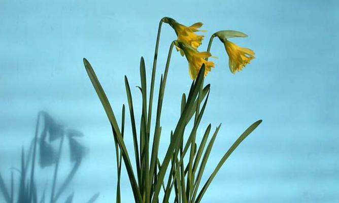 水仙不仅仅是花，还是一种草本植物（探究水仙的种类）