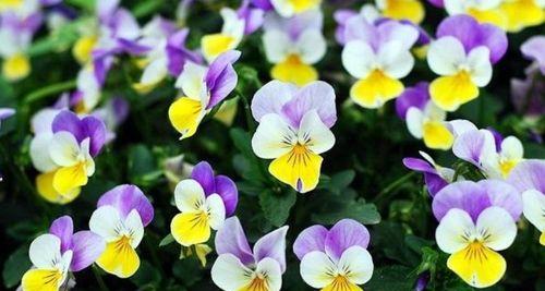 随意草的花语——自由、活力与自在（追寻心灵自由的花朵）
